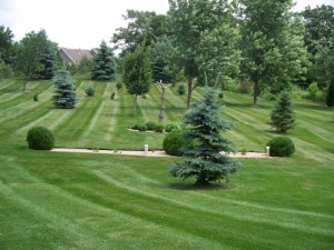 Weekly Lawn Care